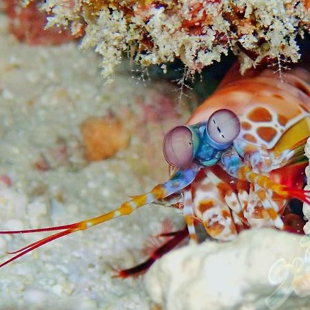 Sea Star Diving Otel Addu City Dış mekan fotoğraf