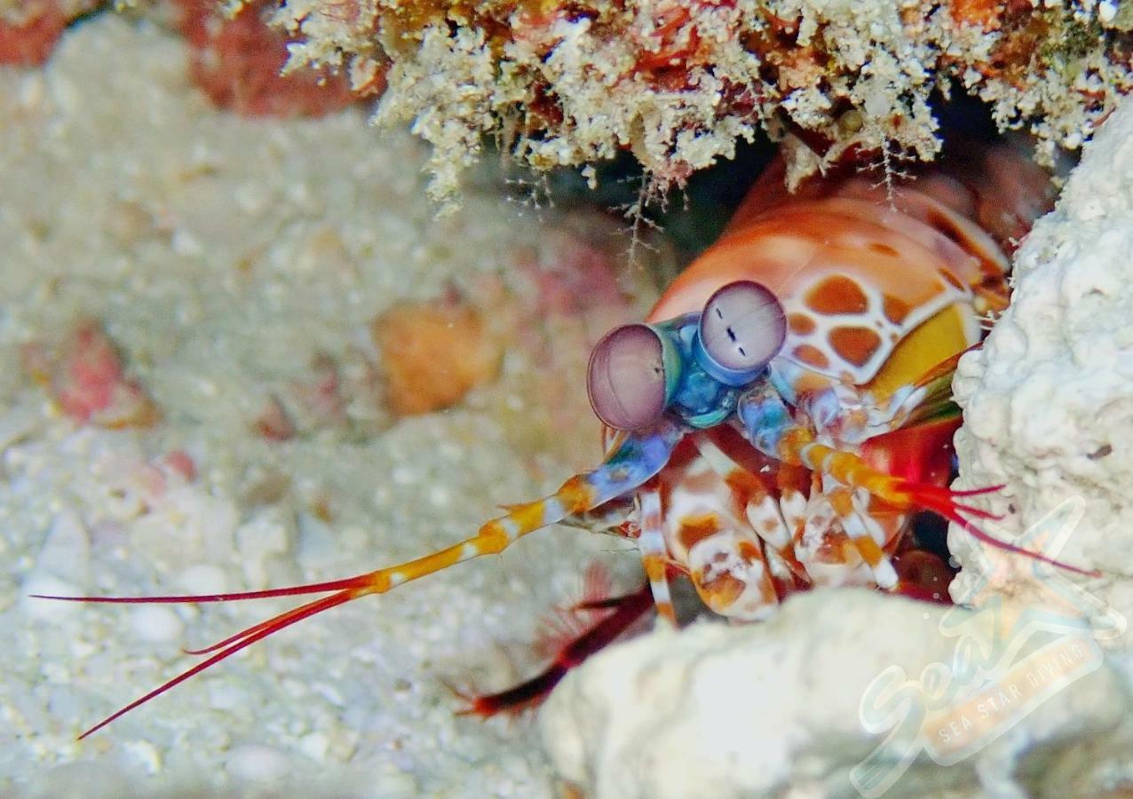 Sea Star Diving Otel Addu City Dış mekan fotoğraf